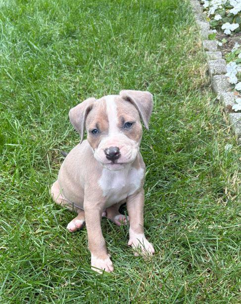 Otis, a Adoptable mixed breed in Belleville, MI image 1/2