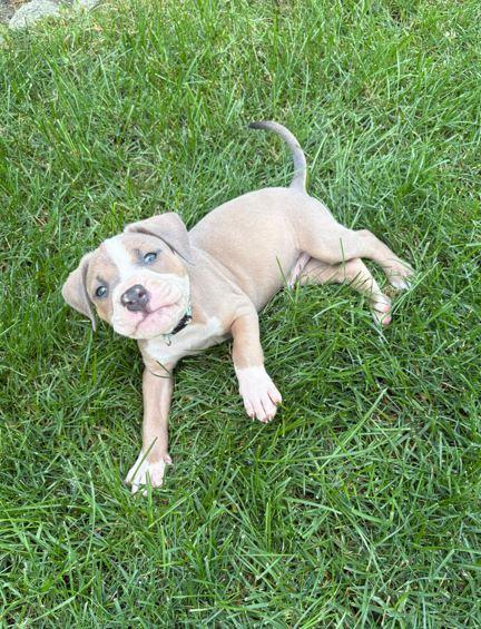 Otis, a Adoptable mixed breed in Belleville, MI image 2/2