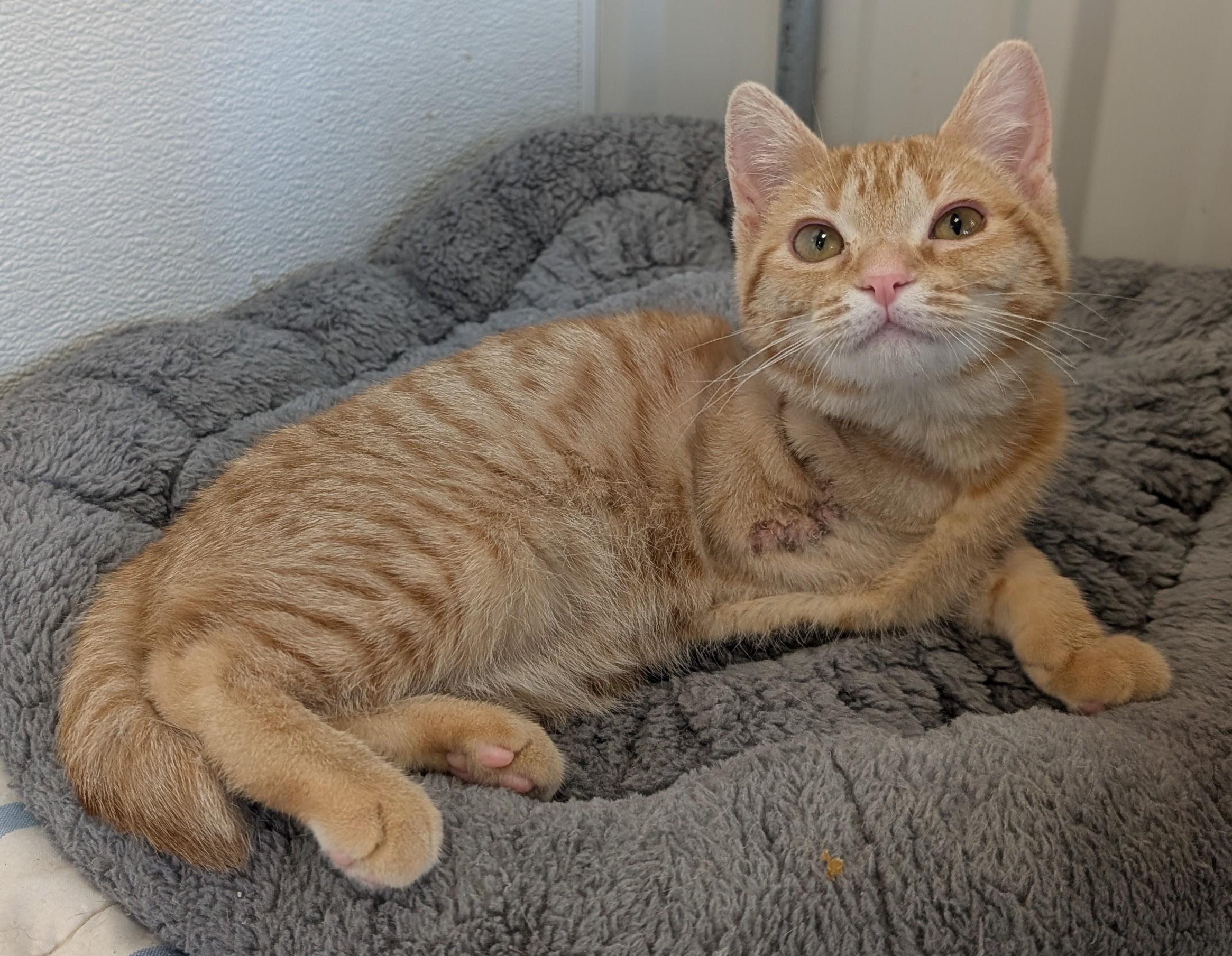 Angel, adoptable, Young Female Domestic Short Hair.