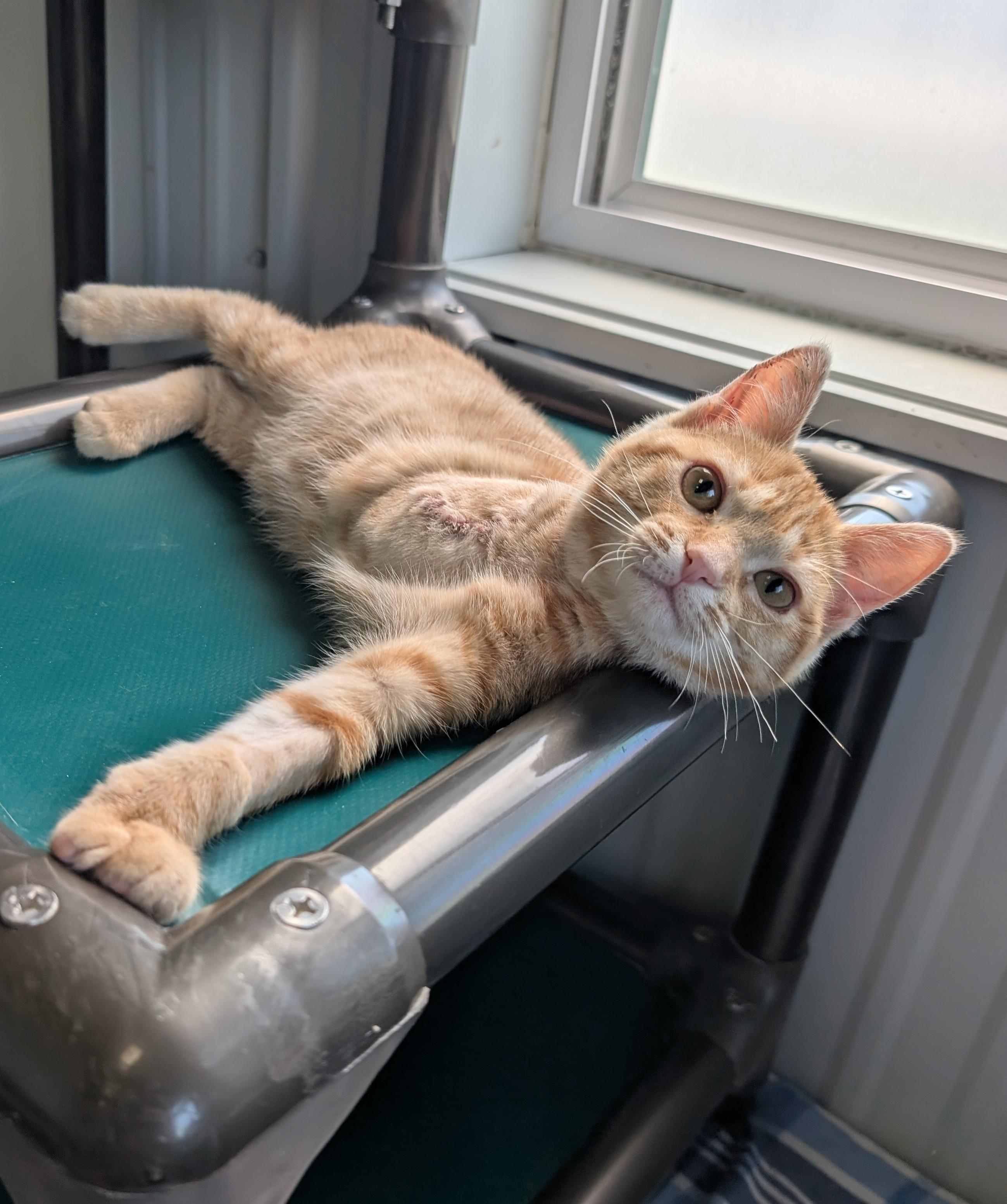 Enlarge Angel, an adoptable Domestic Short Hair in New Ulm, MN image 3/3