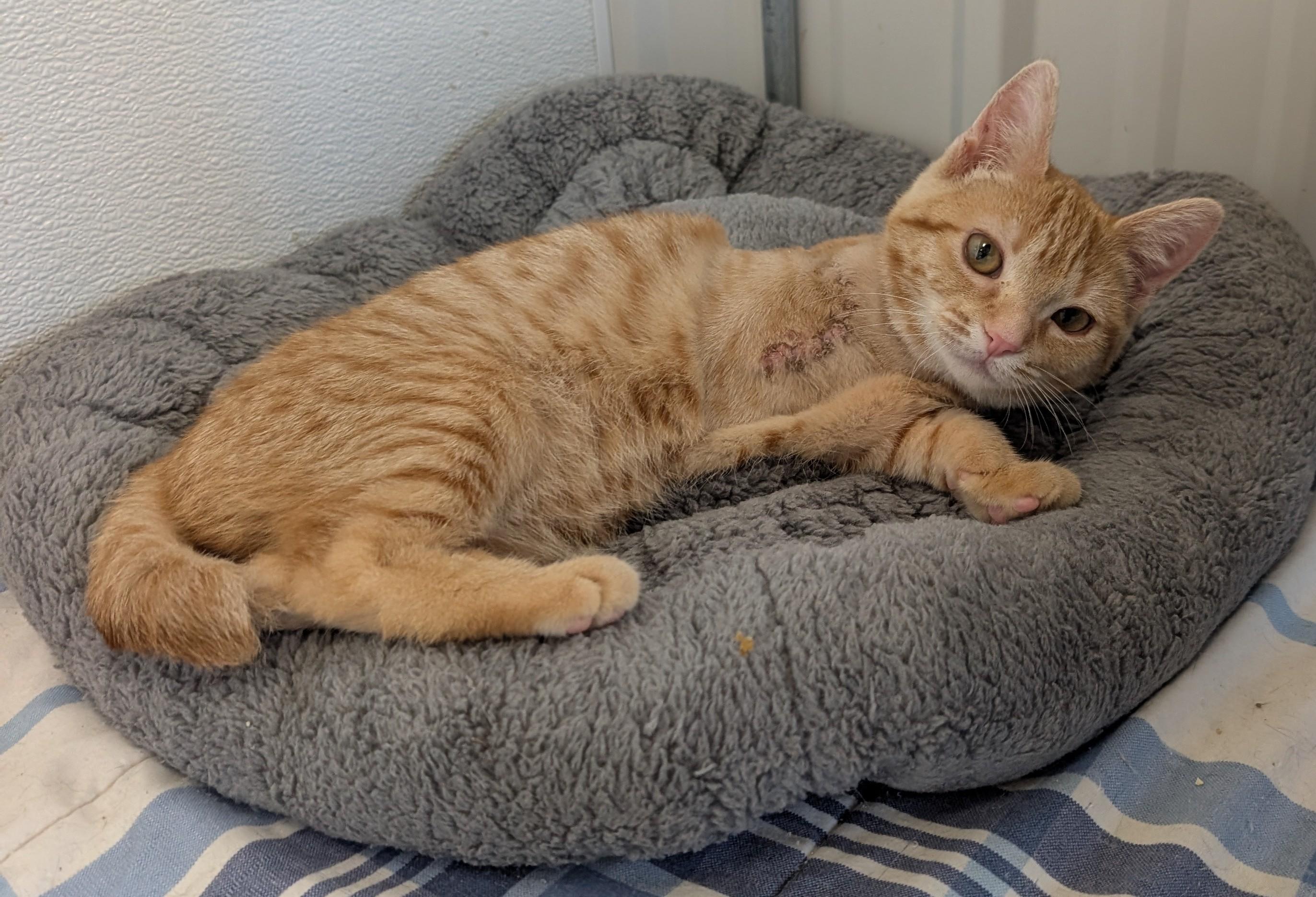 Enlarge Angel, an adoptable Domestic Short Hair in New Ulm, MN image 2/3