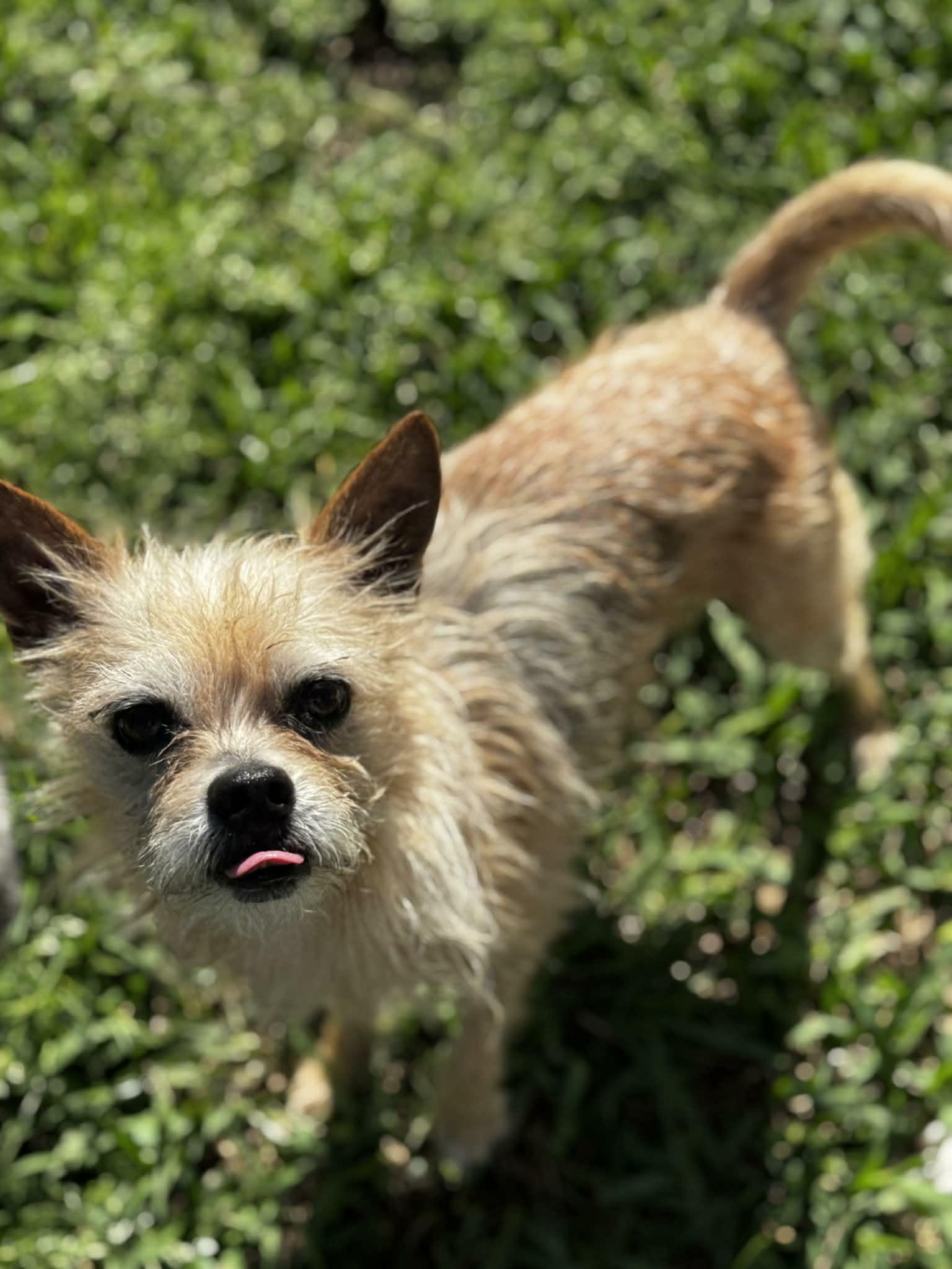 Enlarge Coop, a ADOPTABLE Wirehaired Terrier in Ocean Springs, MS image 2/3