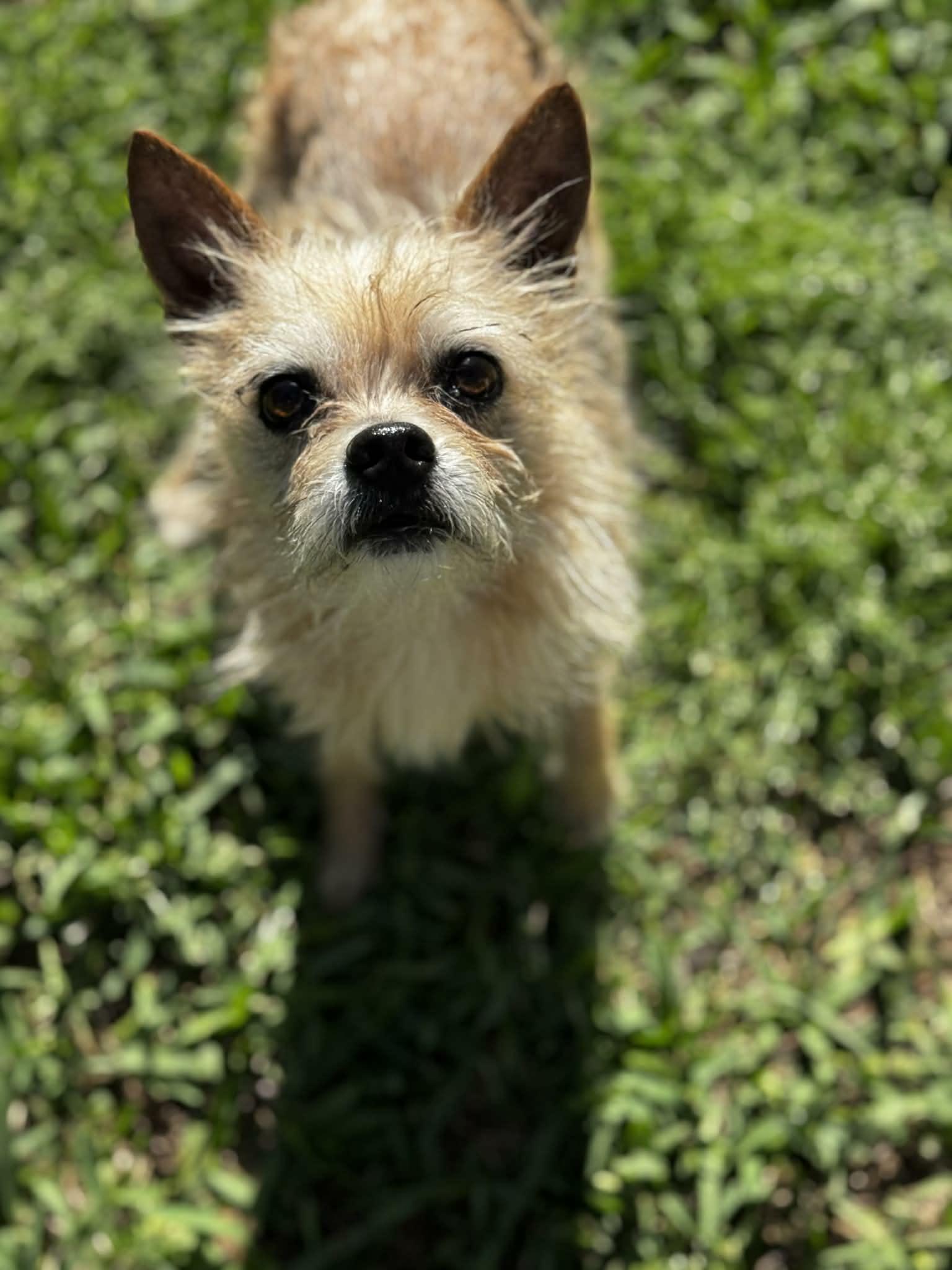 Coop, ADOPTABLE, Adult Male Wirehaired Terrier.