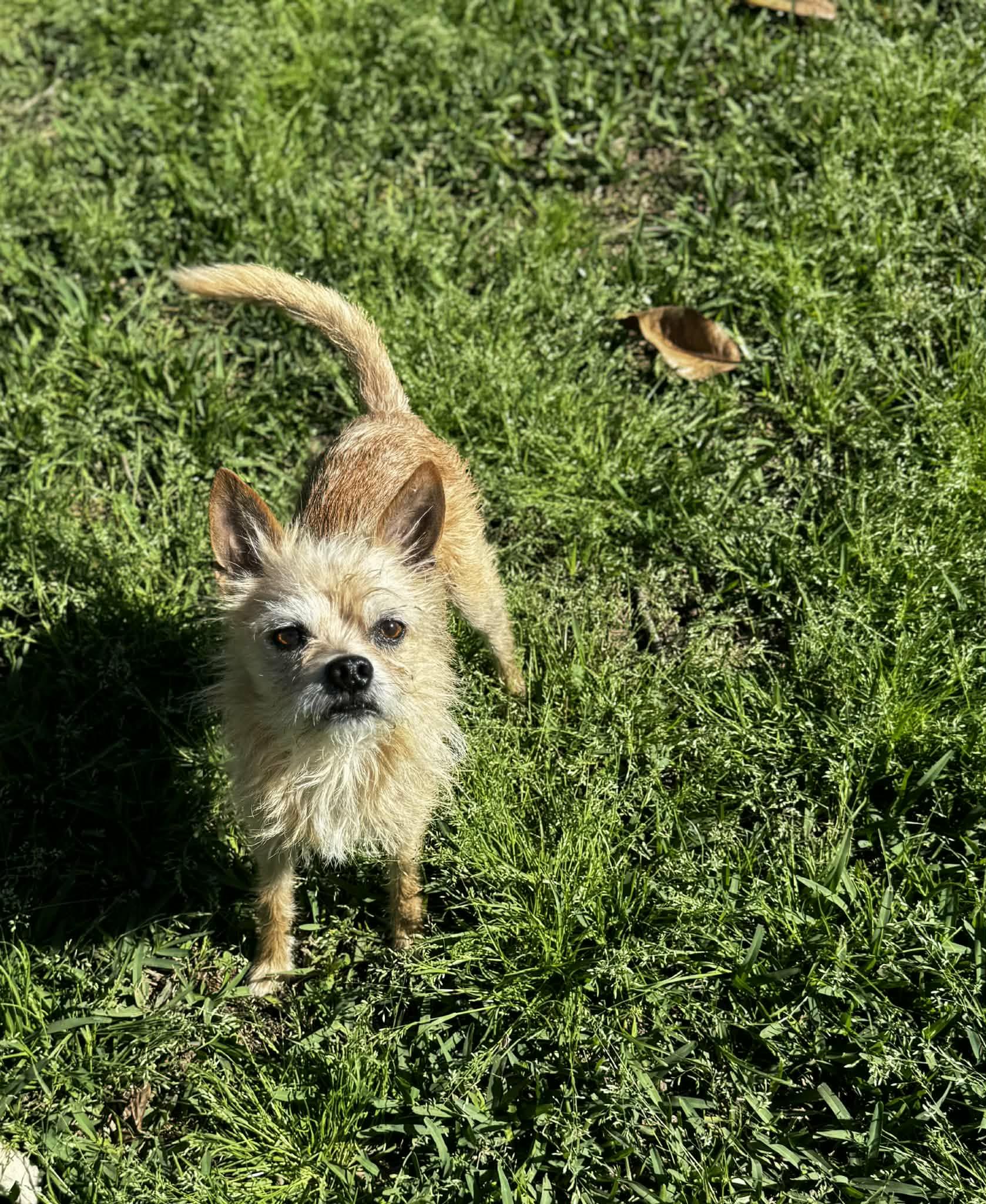 Enlarge Coop, a ADOPTABLE Wirehaired Terrier in Ocean Springs, MS image 3/3