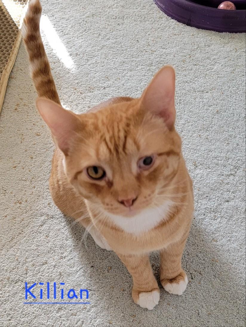 Killian, an adopted Tabby & Domestic Short Hair Mix in Marlton, NJ_image-1