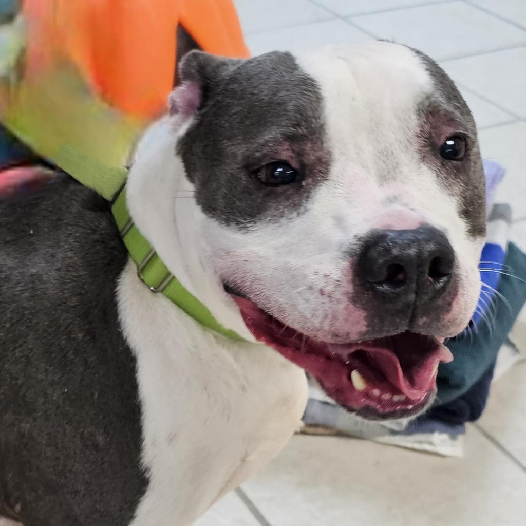 Enlarge Dumpling, a Adoptable Mixed Breed in Camden, DE image 1/2