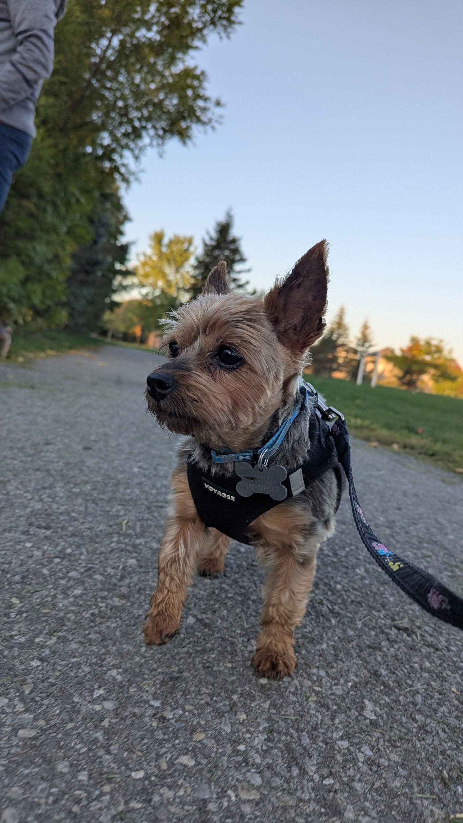 Enlarge Emma 4496, a Adoptable Yorkshire Terrier in Pickering, ON image 1/3