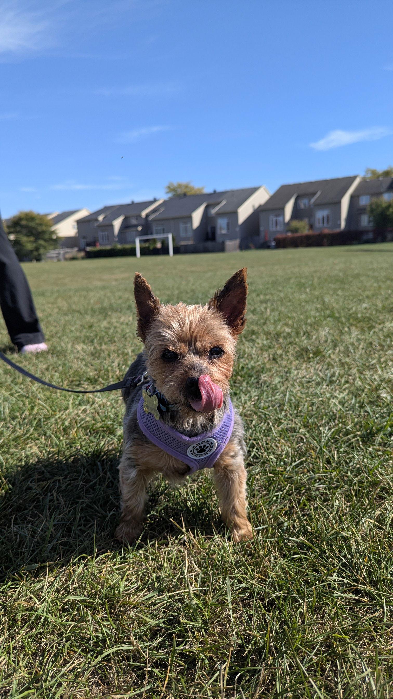 Enlarge Emma 4496, a Adoptable Yorkshire Terrier in Pickering, ON image 3/3