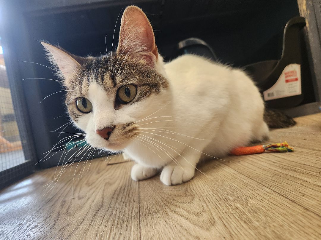 Polly, Adoptable, Adult Female Extra-Toes Cat / Hemingway Polydactyl.