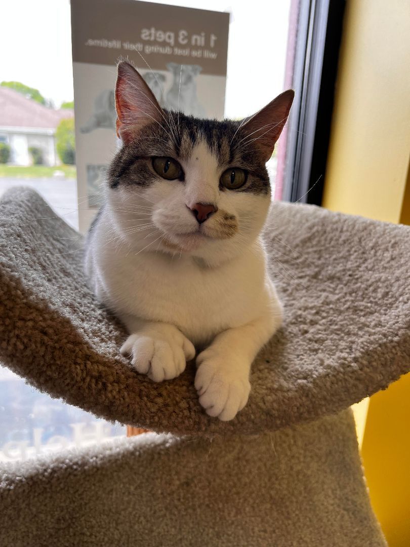 Polly, a Adoptable Extra-Toes Cat / Hemingway Polydactyl in Racine, WI image 2/4