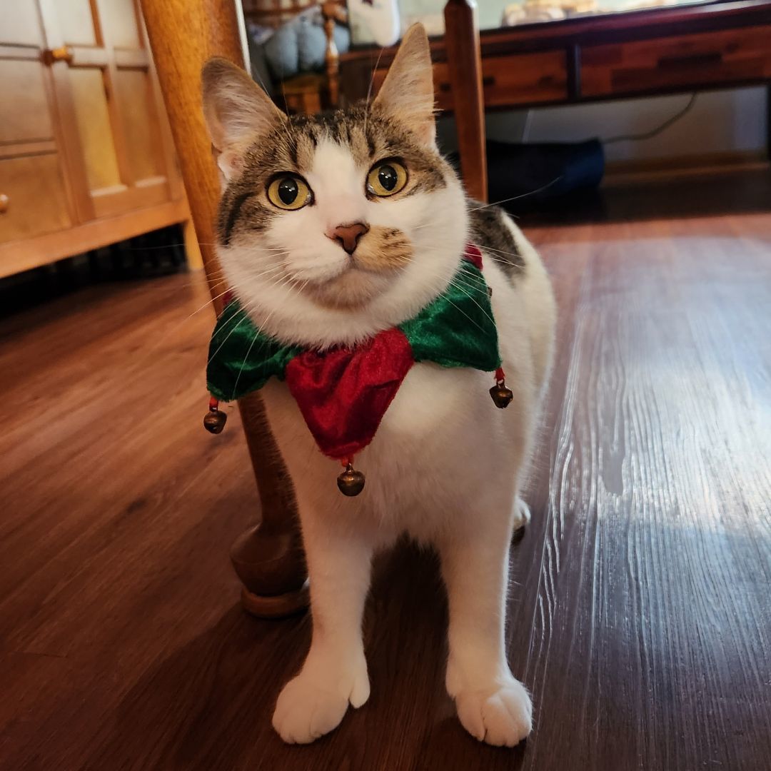 Polly, a Adoptable Extra-Toes Cat / Hemingway Polydactyl in Racine, WI image 3/4