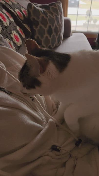 Enlarge Polly, a Adoptable Extra-Toes Cat / Hemingway Polydactyl in Racine, WI video 4/4