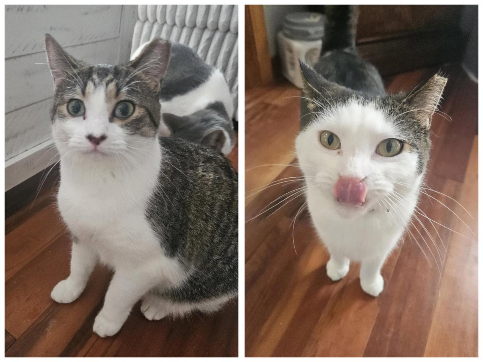 Guacamole & Dip, Adopted, Young Female Domestic Short Hair.