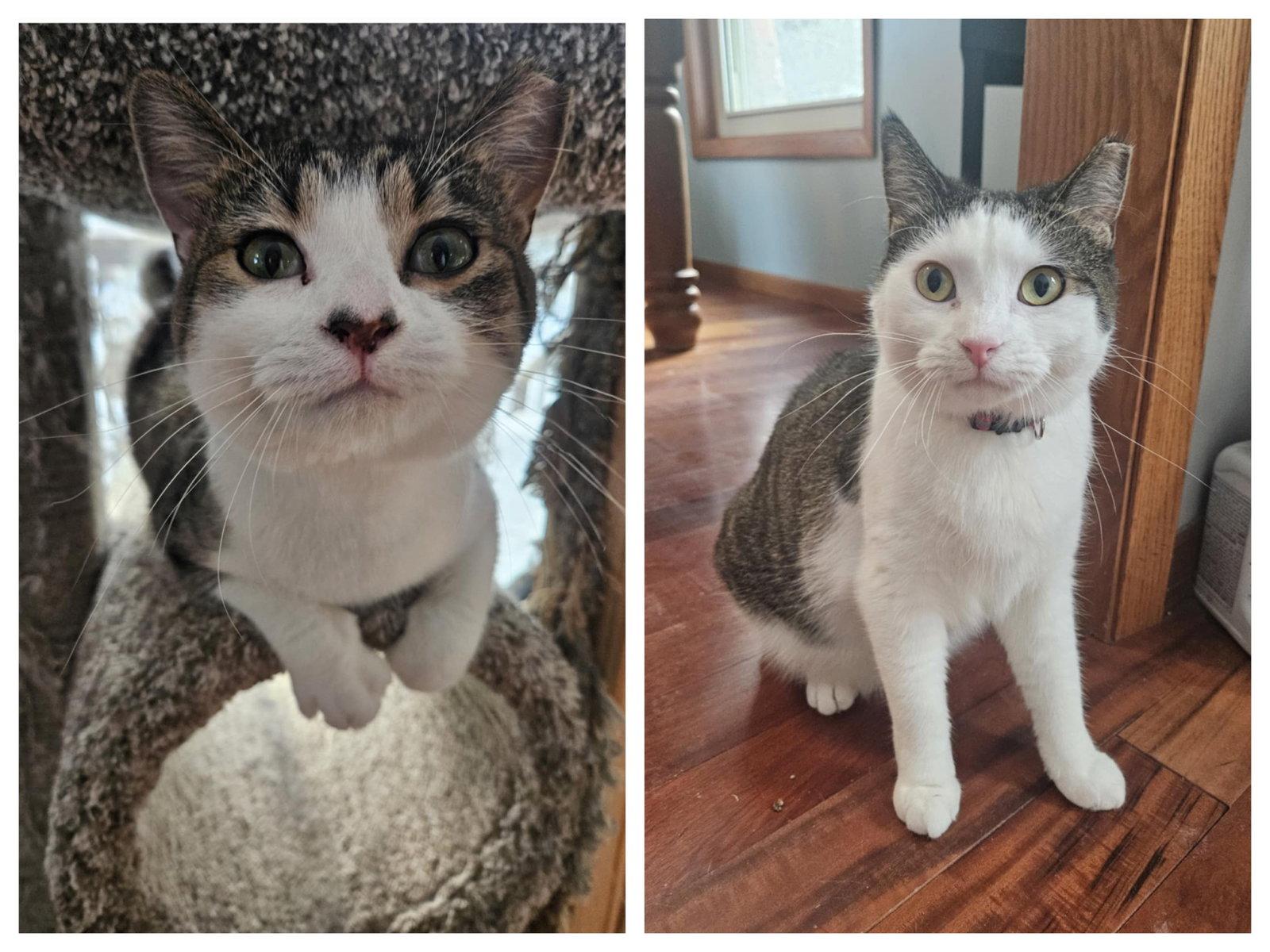 Enlarge Guacamole & Dip, a Adopted Domestic Short Hair in Crystal, MN image 3/3