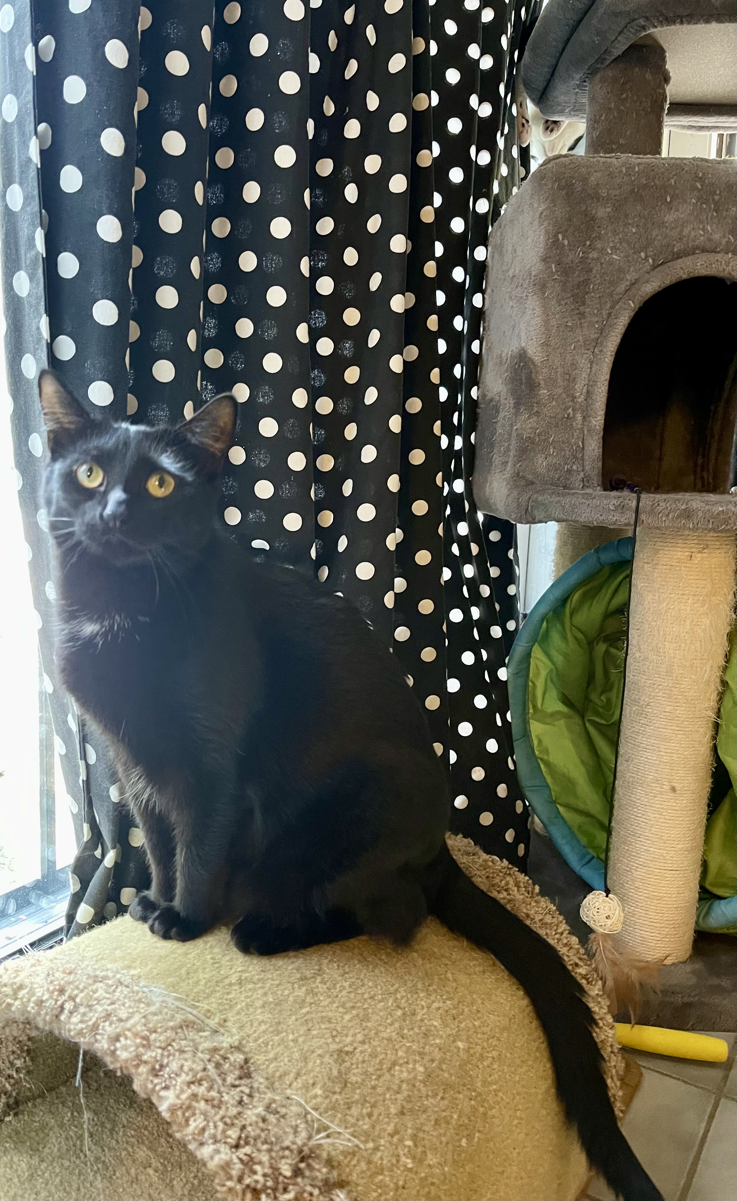 Ellamae, a Adoptable Domestic Short Hair in New Haven, CT image 4/8