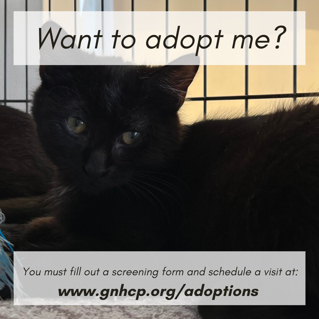 Enlarge Ellamae, a Adoptable Domestic Short Hair in New Haven, CT image 8/8