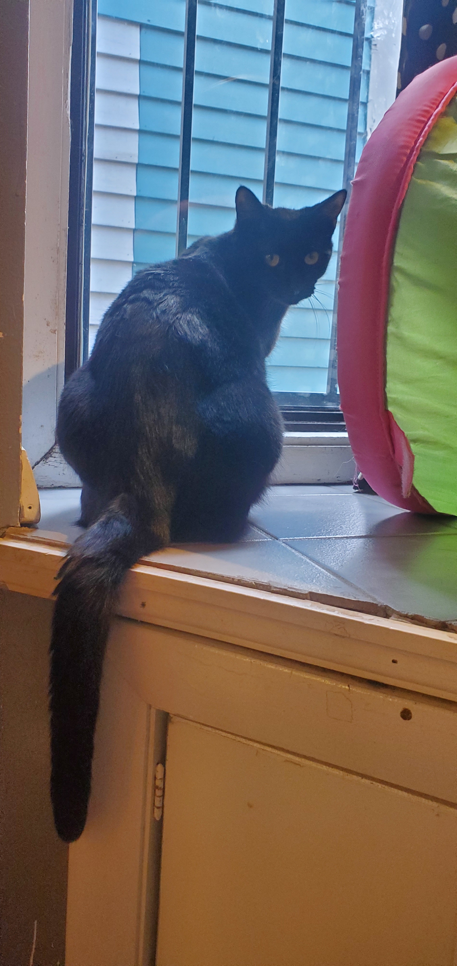 Ellamae, a Adoptable Domestic Short Hair in New Haven, CT image 5/8