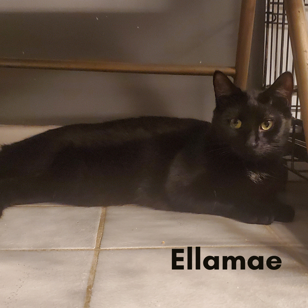 Ellamae, Adoptable, Adult Female Domestic Short Hair.