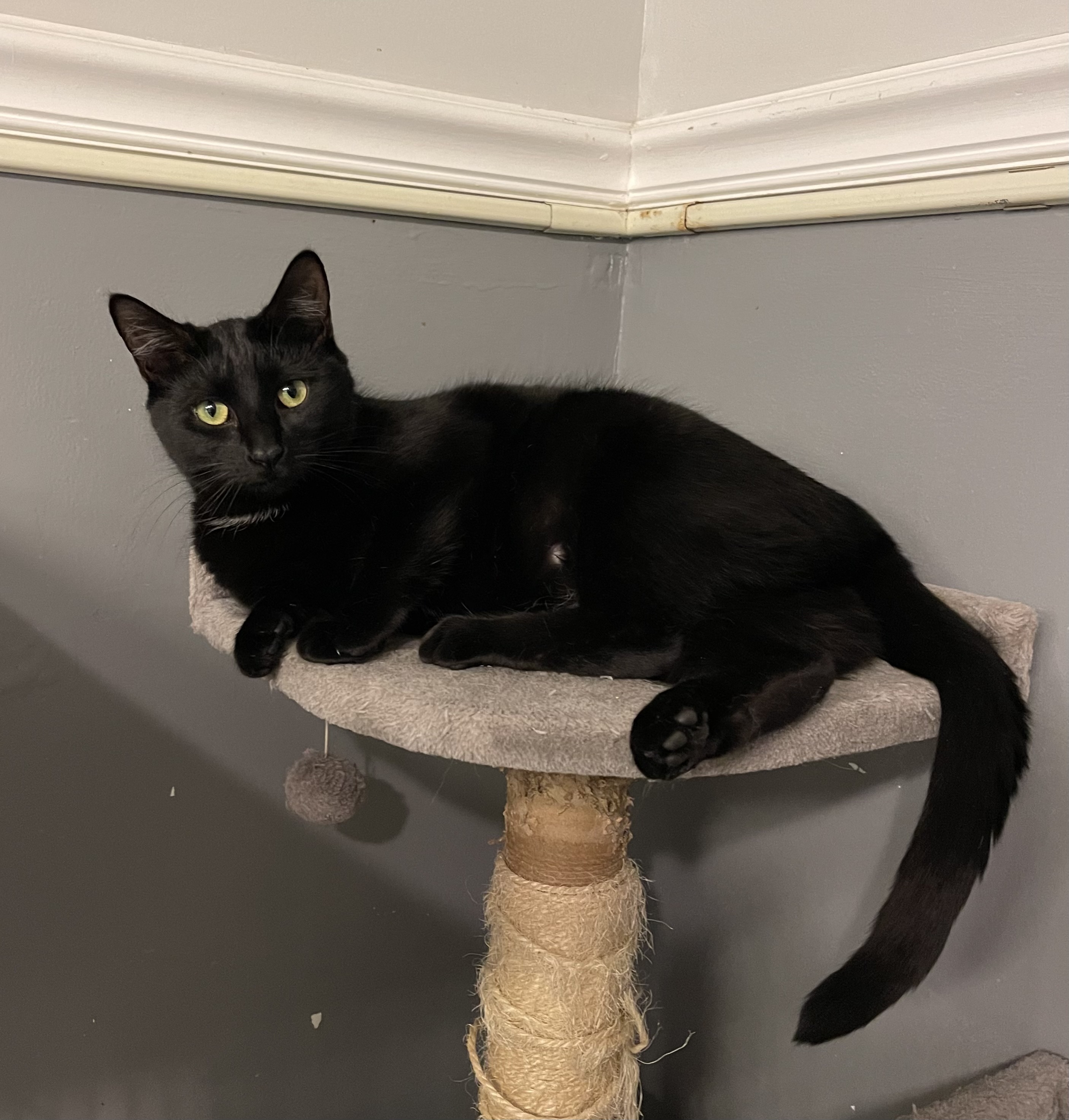 Ellamae, a Adoptable Domestic Short Hair in New Haven, CT image 6/8
