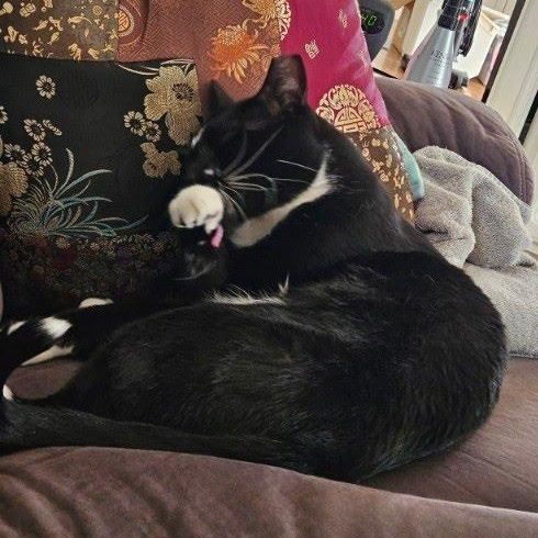 Chester (courtesy post, rehoming due to owner severe allergies), a ADOPTABLE Domestic Short Hair in Huddleston, VA image 3/6