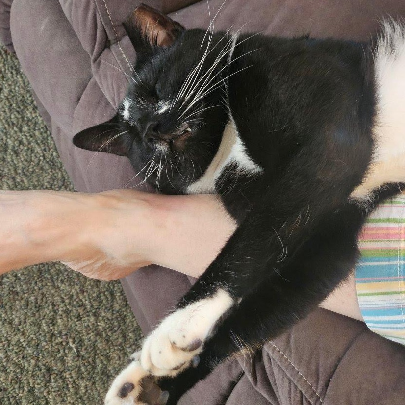Chester (courtesy post, rehoming due to owner severe allergies), a ADOPTABLE Domestic Short Hair in Huddleston, VA image 2/6