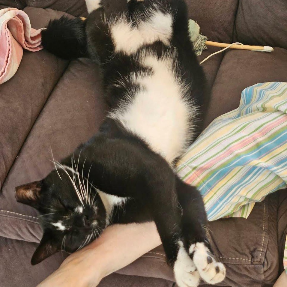 Chester (courtesy post, rehoming due to owner severe allergies), a ADOPTABLE Domestic Short Hair in Huddleston, VA image 6/6