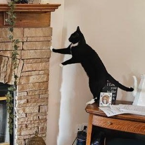 Chester (courtesy post, rehoming due to owner severe allergies), a ADOPTABLE Domestic Short Hair in Huddleston, VA image 5/6