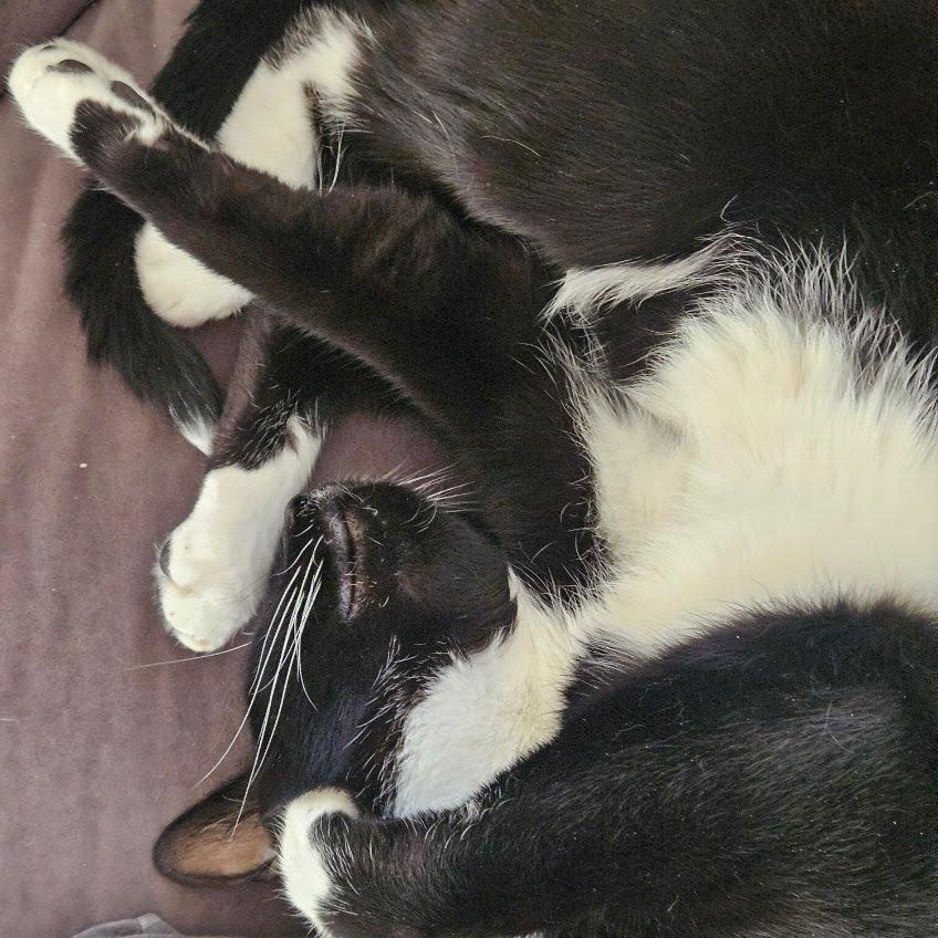 Chester (courtesy post, rehoming due to owner severe allergies), a ADOPTABLE Domestic Short Hair in Huddleston, VA image 4/6