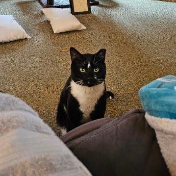 Chester (courtesy post, rehoming due to owner severe allergies), ADOPTABLE, Adult Male Domestic Short Hair.