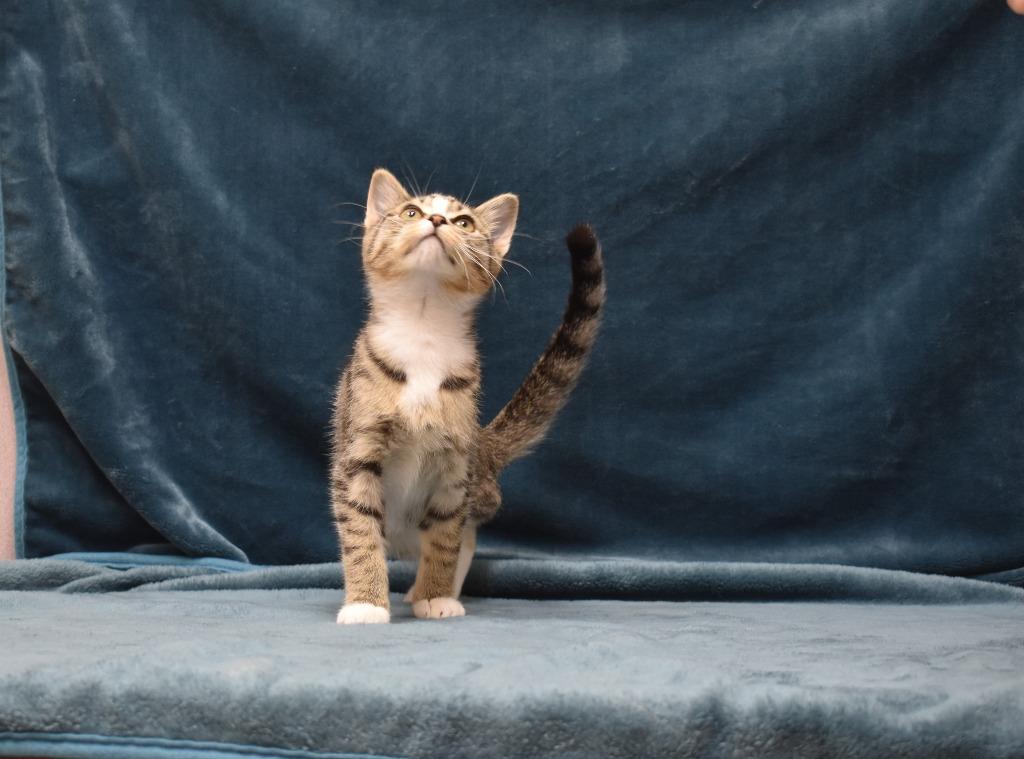 Raylin, Adoptable, Kitten Male Domestic Short Hair.