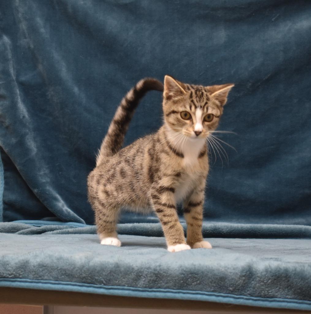 Enlarge Raylin, a Adoptable mixed breed in Shelton, WA image 2/3