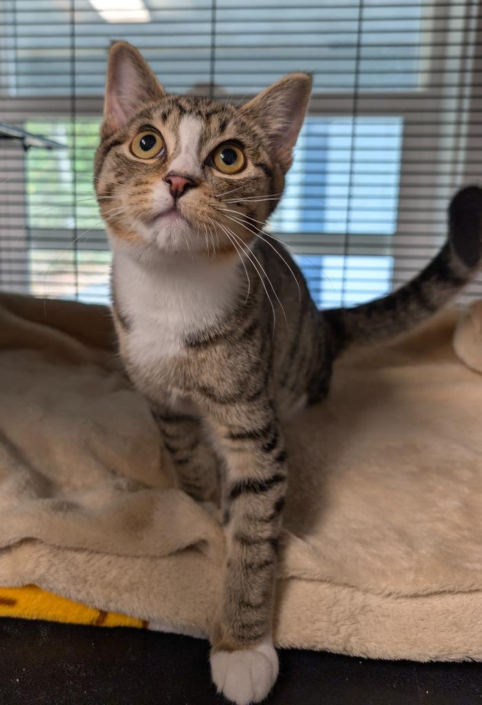 Enlarge Raylin, a Adoptable mixed breed in Shelton, WA image 3/3