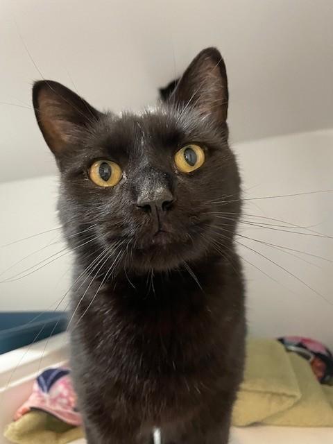Enlarge Knight-SPONSORED ADOPTION-FREE WITH APPROVED APPLICATION, a Adoptable Domestic Short Hair in Hayward, WI image 1/1