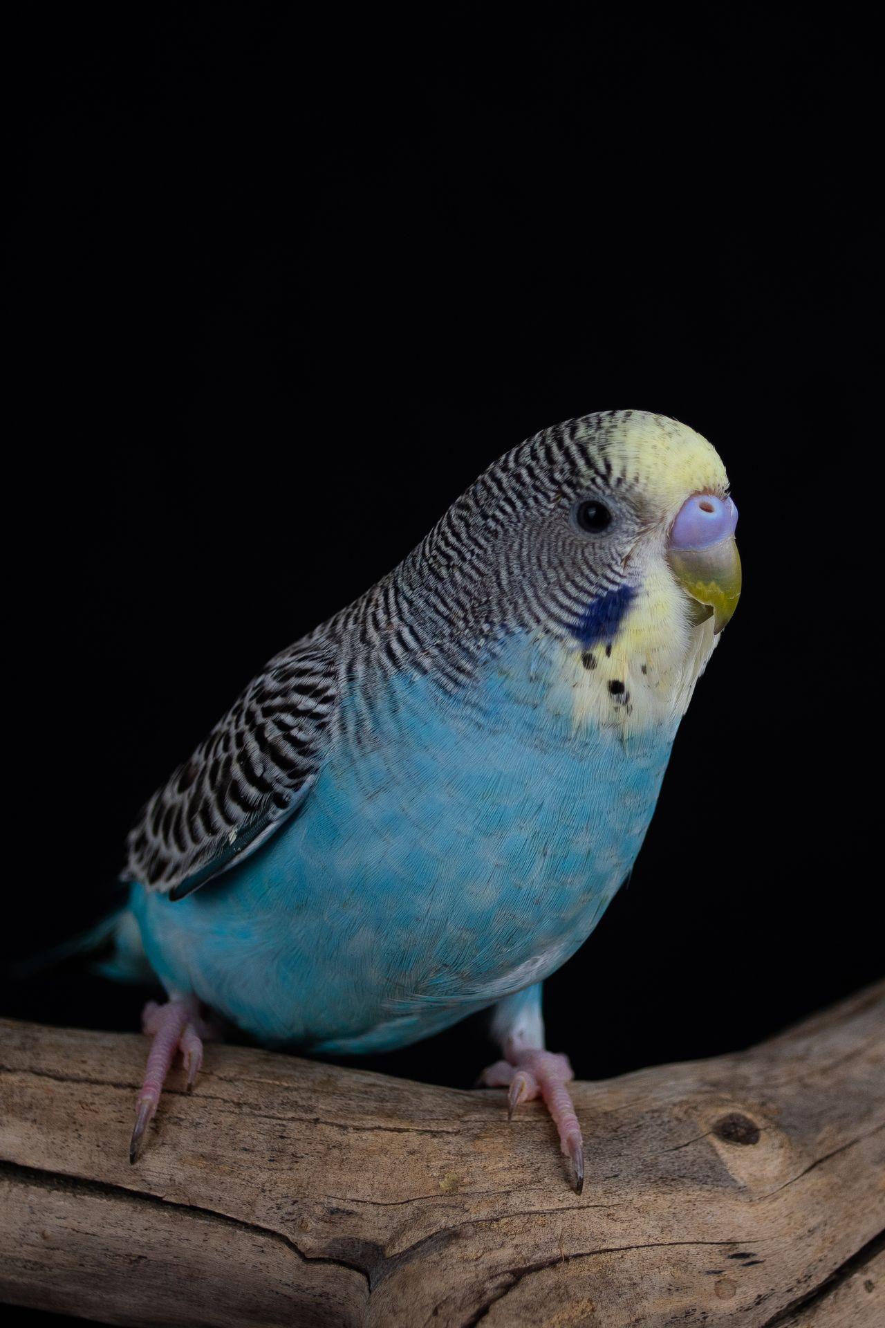 Mark (Blue Male), Adoptable, Young Male Parakeet (Other).