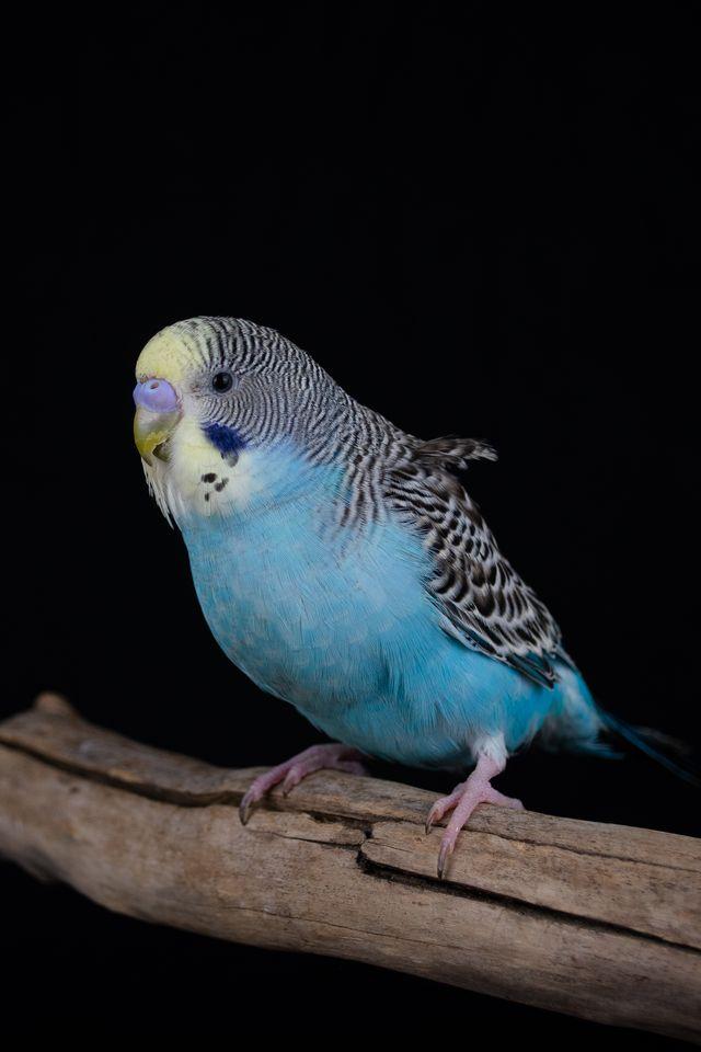 Enlarge Mark (Blue Male), a Adoptable Parakeet (Other) in FRANKTON, IN image 3/3