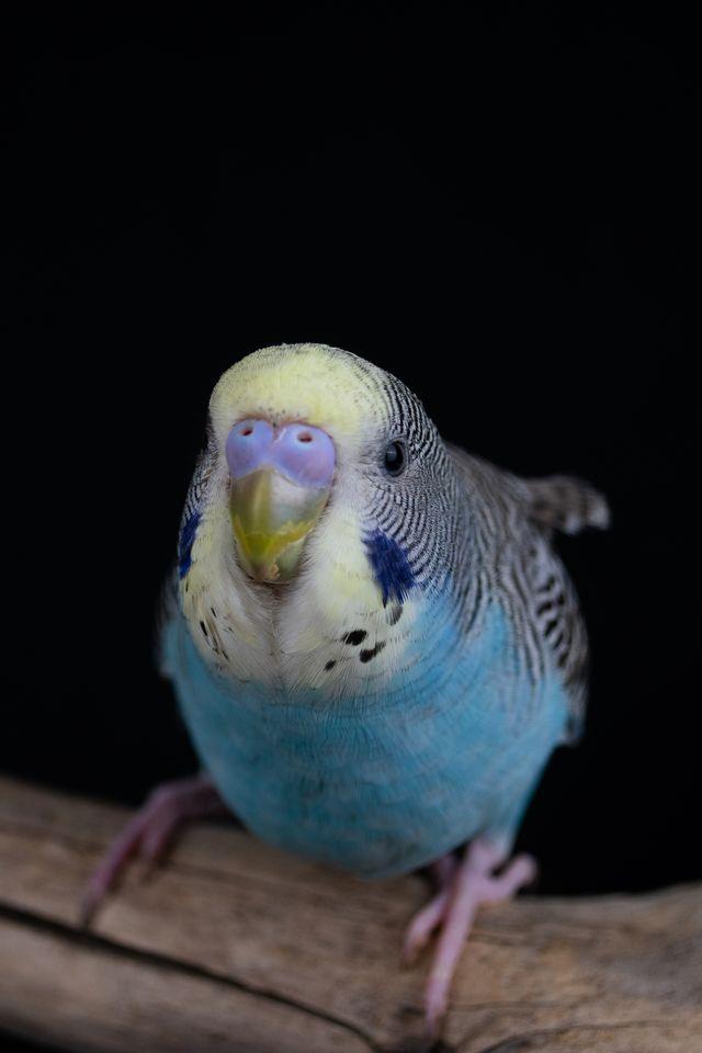Enlarge Mark (Blue Male), a Adoptable Parakeet (Other) in FRANKTON, IN image 2/3