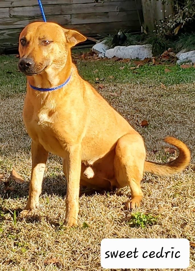 Enlarge Cedric-Wonderful Boy Great Family Dog, a Adopted mixed breed in Tallulah, LA image 1/7