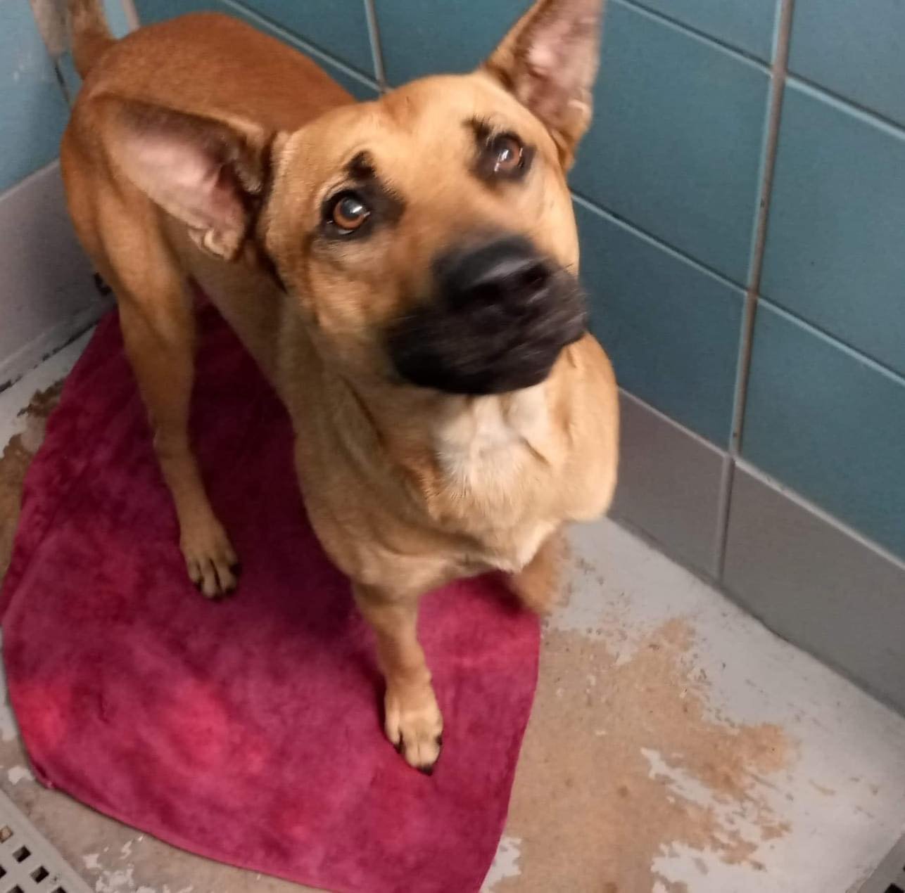 Enlarge Cedric-Wonderful Boy Great Family Dog, a Adopted mixed breed in Tallulah, LA image 2/7