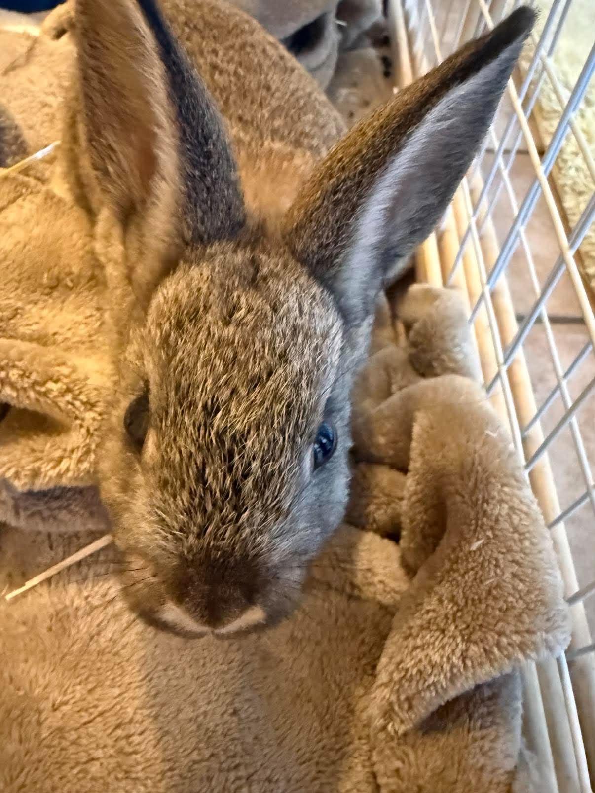 Hop & Scotch (babies - foster only) photo