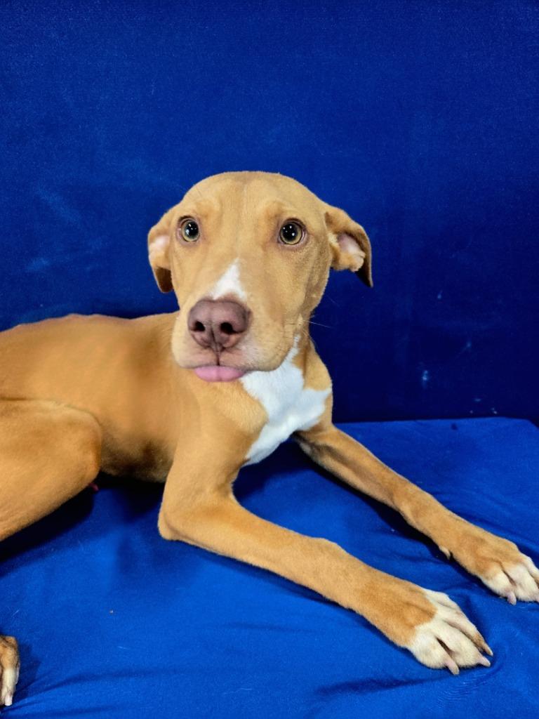 Bark Simpson, a Adoptable Mixed Breed in Ruston, LA image 1/4