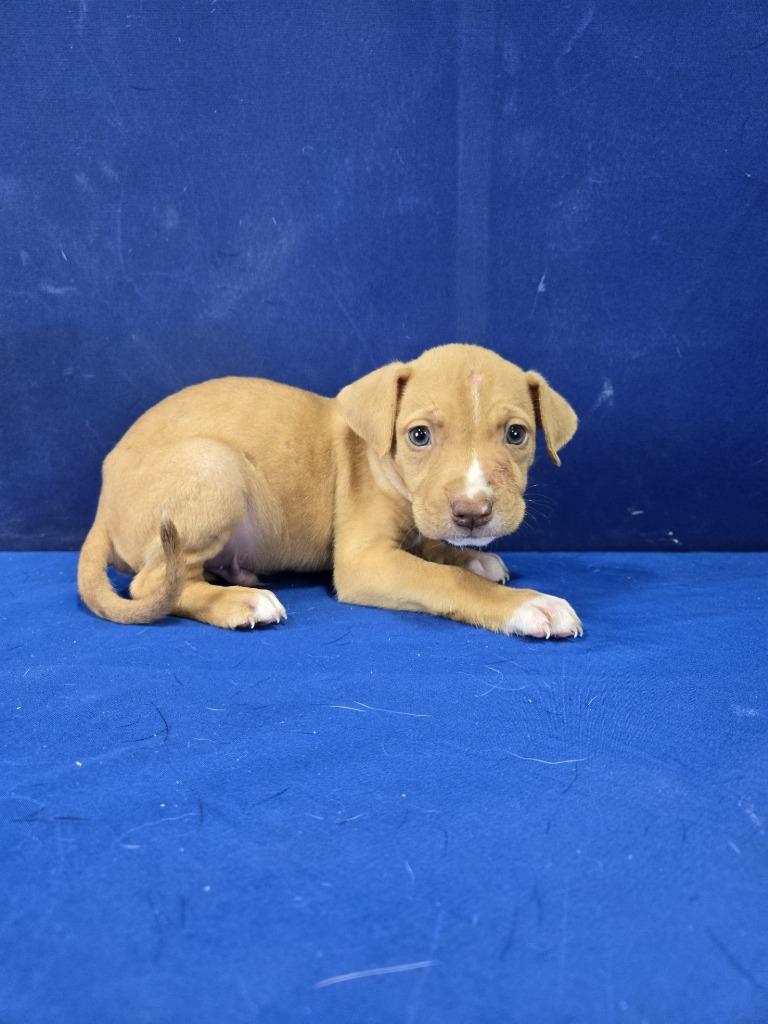 Bark Simpson, a Adoptable Mixed Breed in Ruston, LA image 2/4