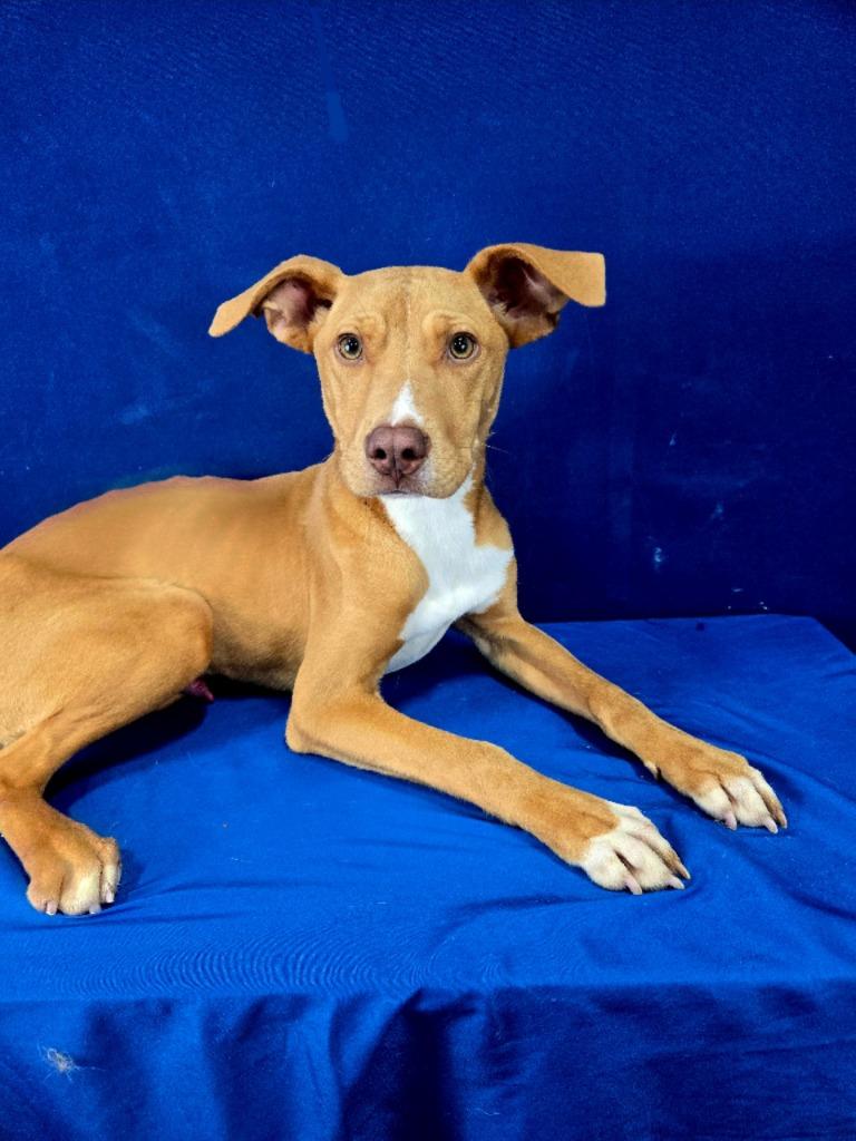 Bark Simpson, a Adoptable Mixed Breed in Ruston, LA image 3/4