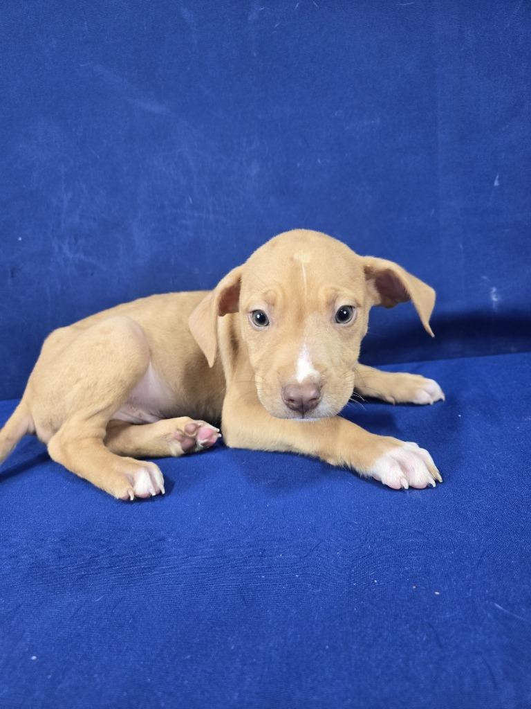 Bark Simpson, a Adoptable Mixed Breed in Ruston, LA image 4/4