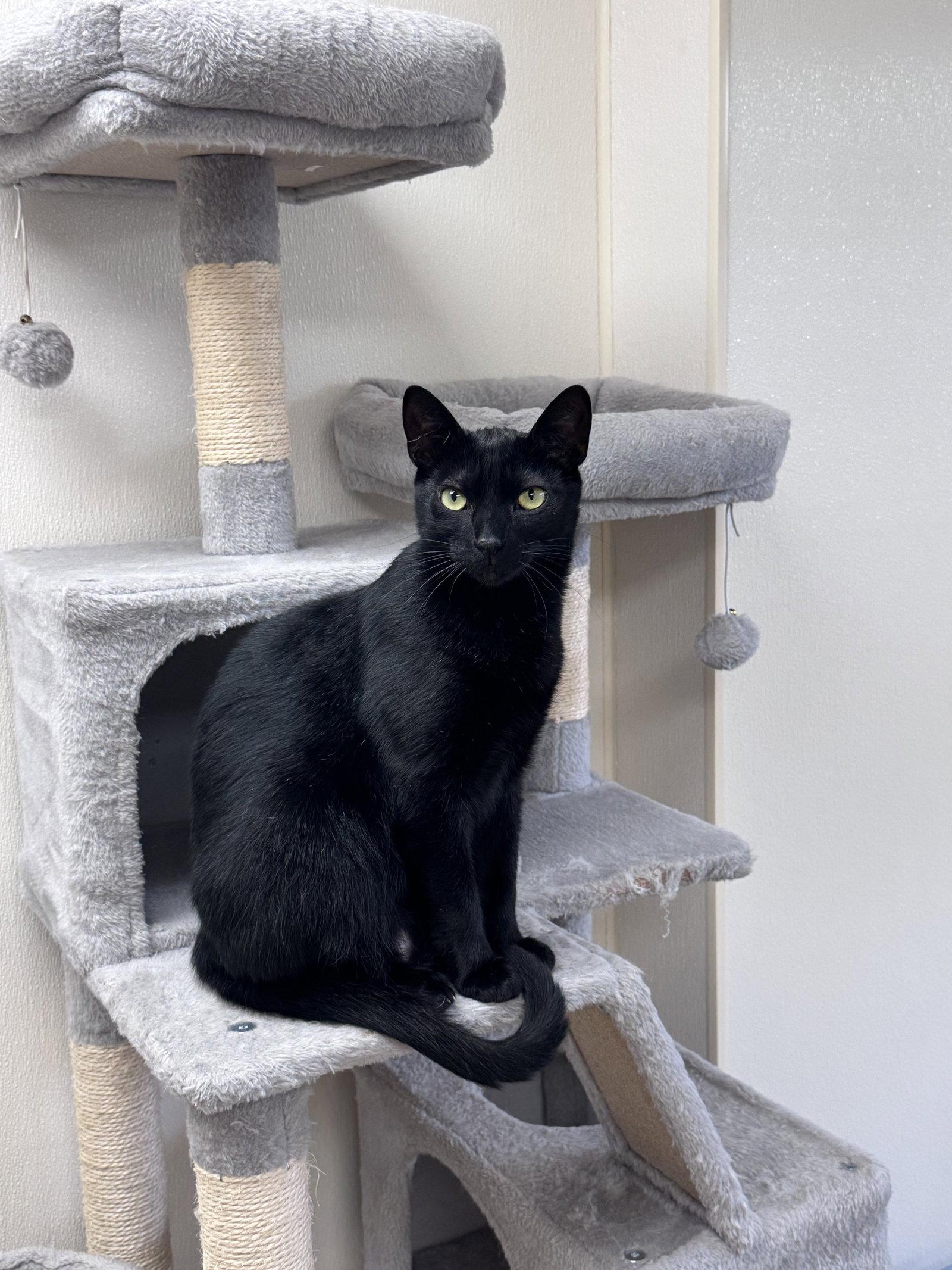Conrad, Adoptable, Young Male Domestic Short Hair.