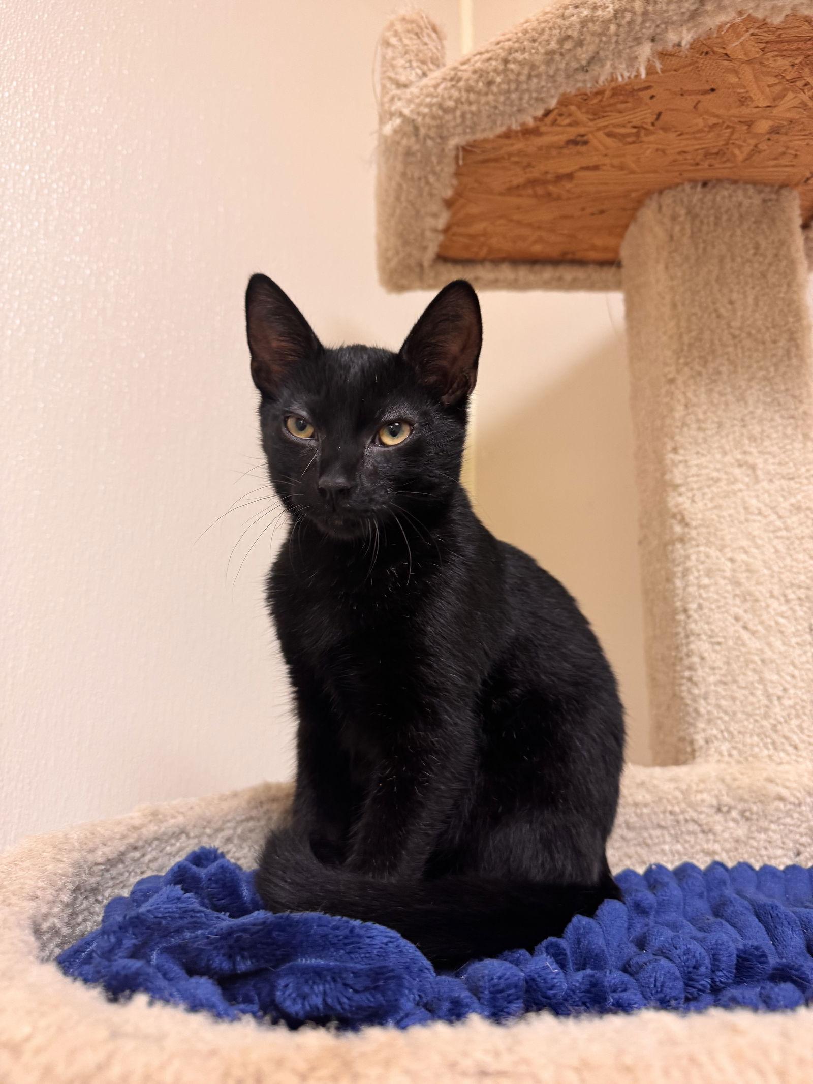 Enlarge Conrad, a Adoptable Domestic Short Hair in Brick, NJ image 1/3