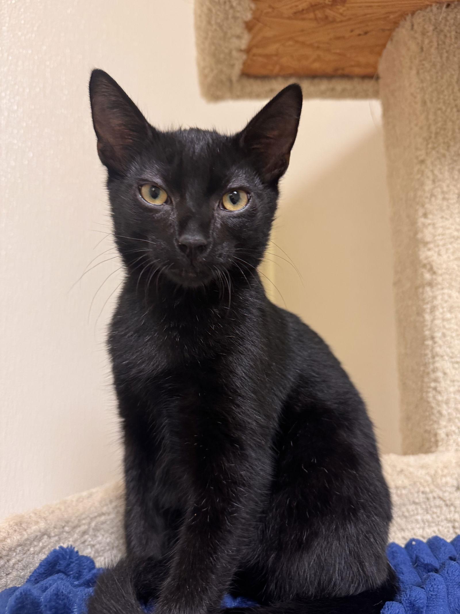 Enlarge Conrad, a Adoptable Domestic Short Hair in Brick, NJ image 2/3