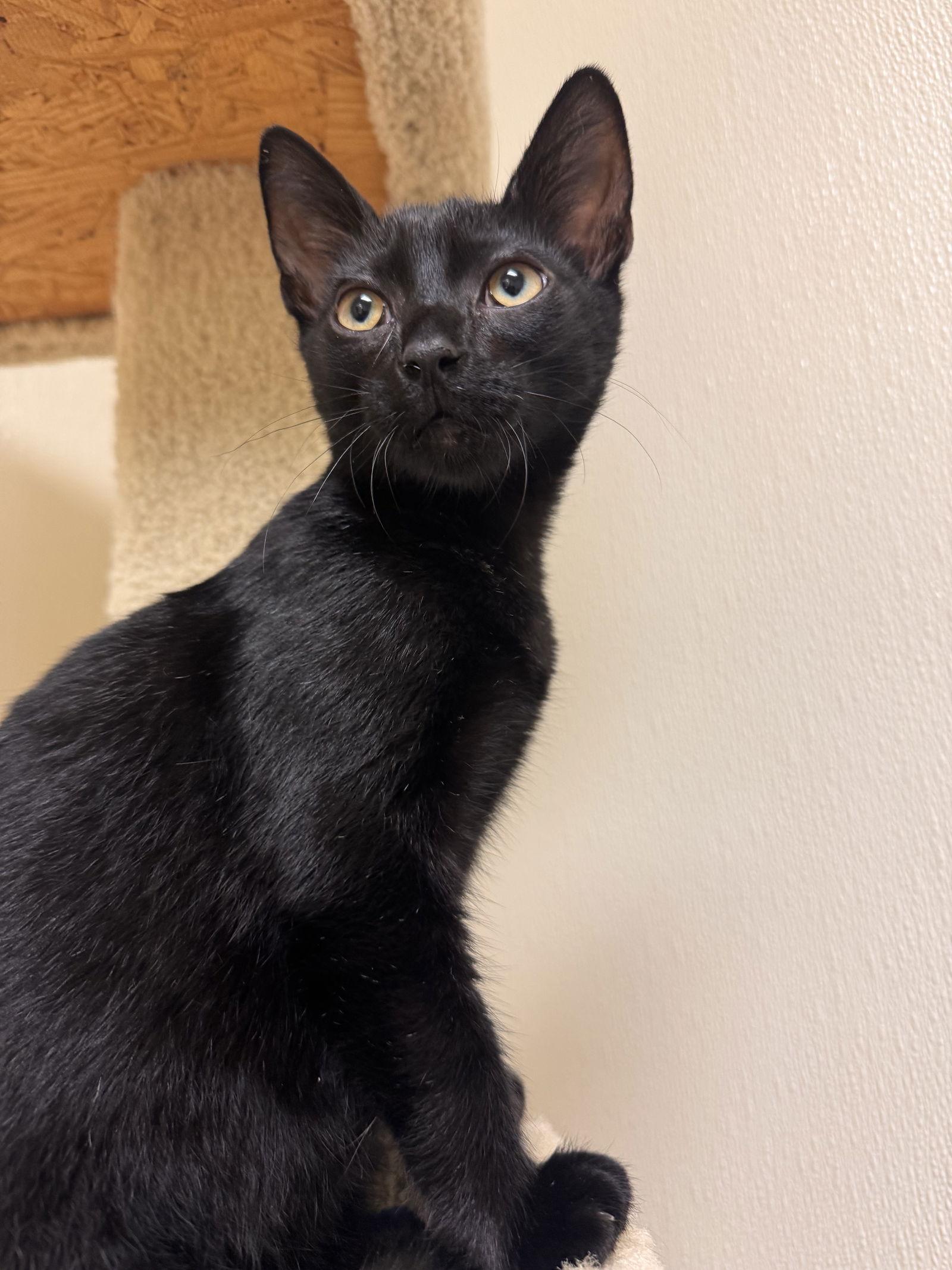 Enlarge Conrad, a Adoptable Domestic Short Hair in Brick, NJ image 3/3