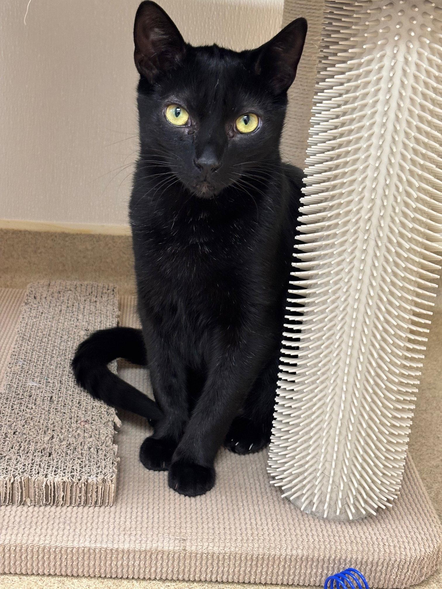 Conrad, Adoptable, Young Male Domestic Short Hair.
