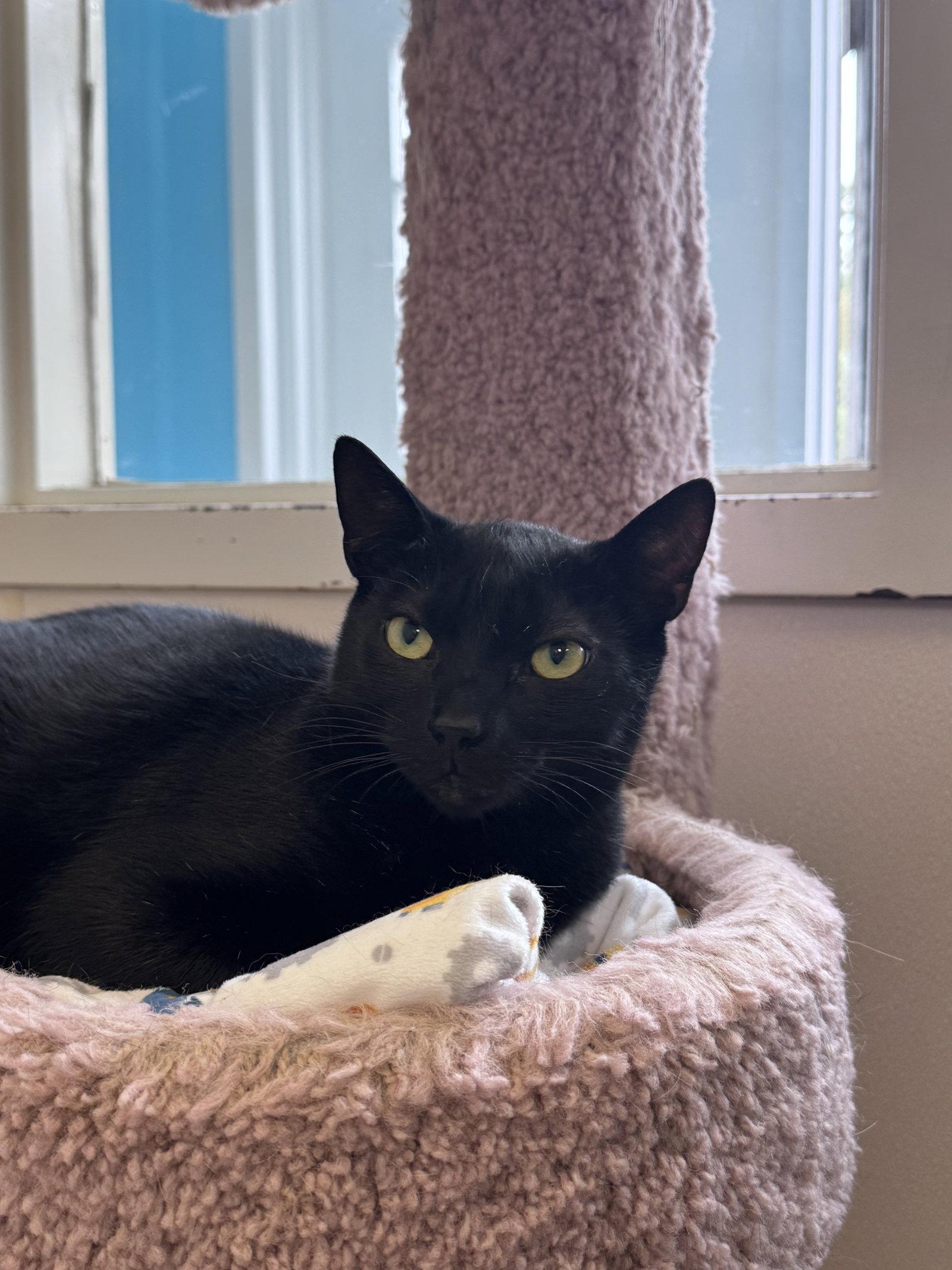 Enlarge Conrad, a Adoptable Domestic Short Hair in Brick, NJ image 2/3