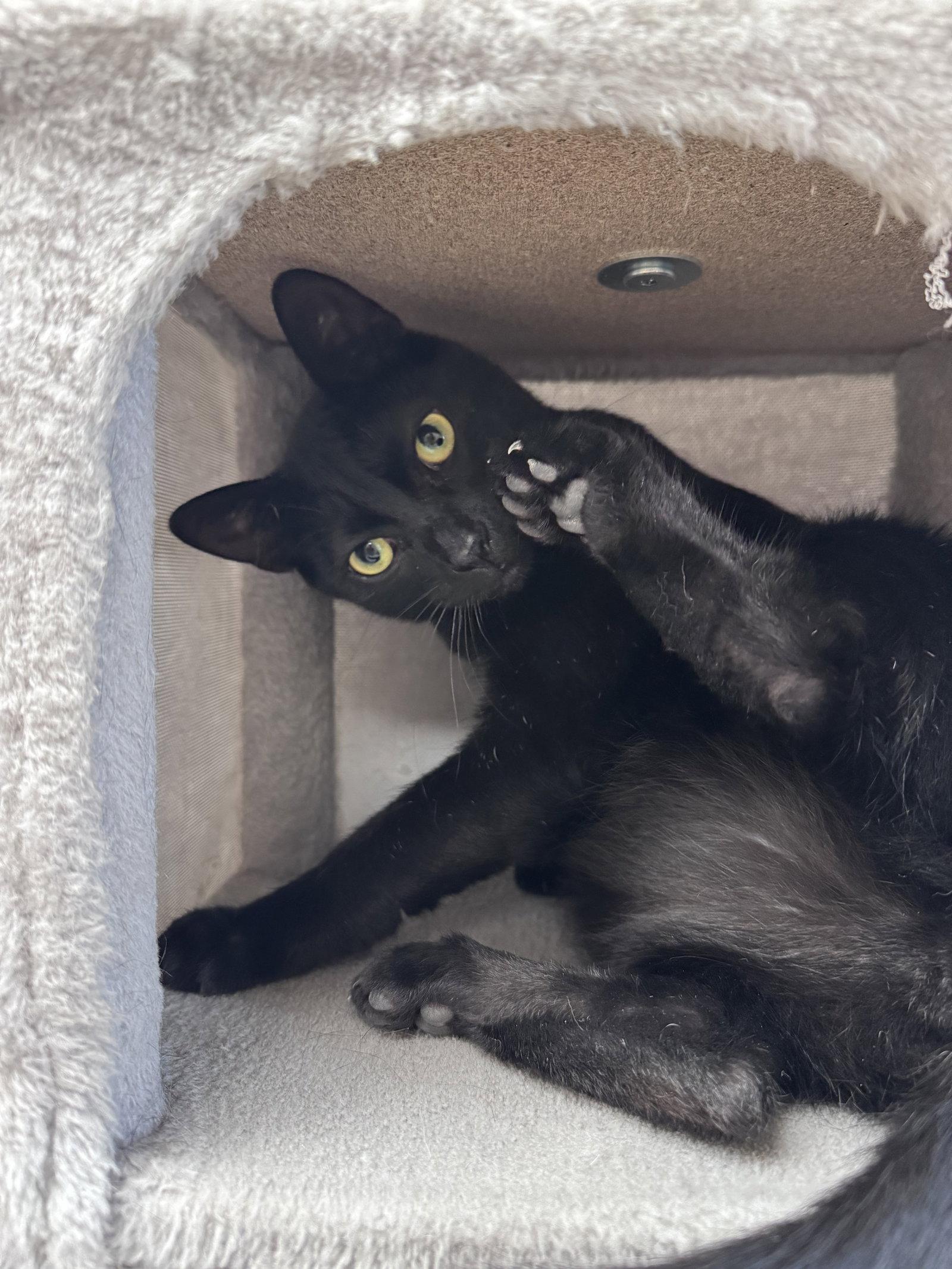 Enlarge Conrad, a Adoptable Domestic Short Hair in Brick, NJ image 3/3